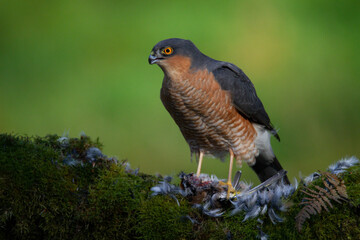 Sparrowhawk (Accipiter nisus), perched sitting on a plucking post with prey. Scotland, UK