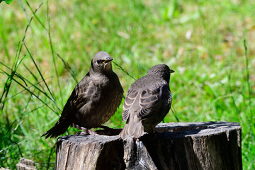 Junge Stare warten auf die Fütterung	