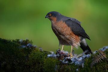 Sparrowhawk (Accipiter nisus), perched sitting on a plucking post with prey. Scotland, UK