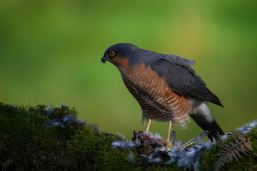 Obraz premium Sparrowhawk (Accipiter nisus), perched sitting on a plucking post with prey. Scotland, UK