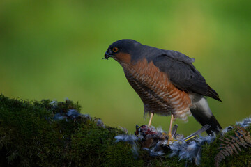 Sparrowhawk (Accipiter nisus), perched sitting on a plucking post with prey. Scotland, UK