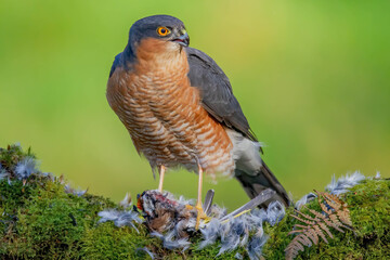 Sparrowhawk (Accipiter nisus), perched sitting on a plucking post with prey. Scotland, UK