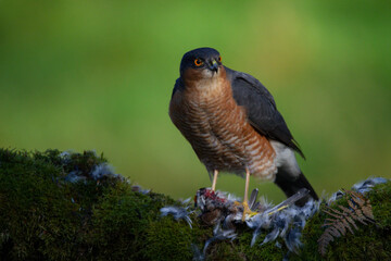 Sparrowhawk (Accipiter nisus), perched sitting on a plucking post with prey. Scotland, UK