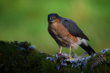 Sparrowhawk (Accipiter nisus), perched sitting on a plucking post with prey. Scotland, UK