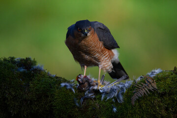 Sparrowhawk (Accipiter nisus), perched sitting on a plucking post with prey. Scotland, UK