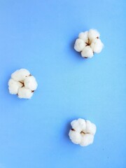 The cotton flower is tender and fluffy on a bright blue background.