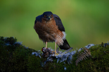 Sparrowhawk (Accipiter nisus), perched sitting on a plucking post with prey. Scotland, UK