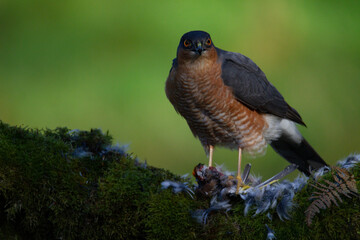 Sparrowhawk (Accipiter nisus), perched sitting on a plucking post with prey. Scotland, UK