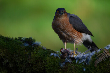 Sparrowhawk (Accipiter nisus), perched sitting on a plucking post with prey. Scotland, UK