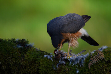 Sparrowhawk (Accipiter nisus), perched sitting on a plucking post with prey. Scotland, UK