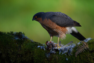 Sparrowhawk (Accipiter nisus), perched sitting on a plucking post with prey. Scotland, UK