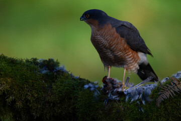 Sparrowhawk (Accipiter nisus), perched sitting on a plucking post with prey. Scotland, UK