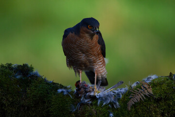 Sparrowhawk (Accipiter nisus), perched sitting on a plucking post with prey. Scotland, UK