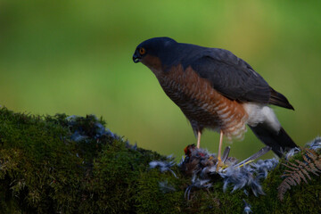 Sparrowhawk (Accipiter nisus), perched sitting on a plucking post with prey. Scotland, UK