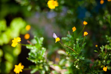 花の蜜を吸う小さい蝶