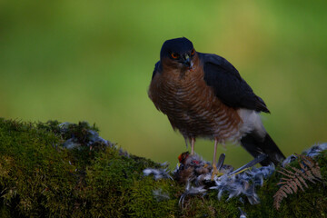 Sparrowhawk (Accipiter nisus), perched sitting on a plucking post with prey. Scotland, UK