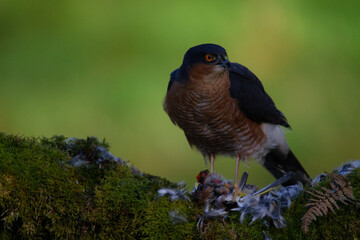 Sparrowhawk (Accipiter nisus), perched sitting on a plucking post with prey. Scotland, UK
