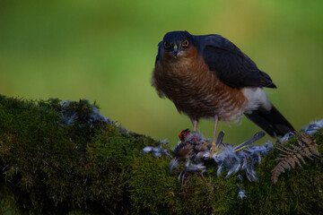 Sparrowhawk (Accipiter nisus), perched sitting on a plucking post with prey. Scotland, UK