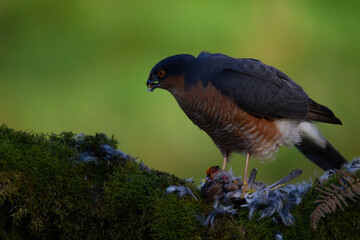 Sparrowhawk (Accipiter nisus), perched sitting on a plucking post with prey. Scotland, UK