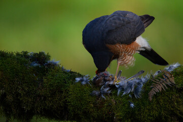 Sparrowhawk (Accipiter nisus), perched sitting on a plucking post with prey. Scotland, UK