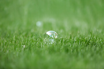 soap bubble on the grass