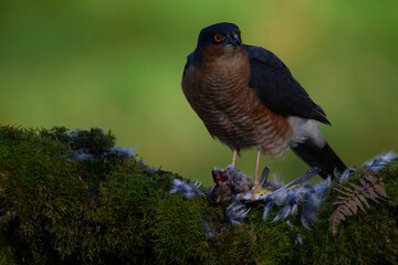 Fototapeta premium Sparrowhawk (Accipiter nisus), perched sitting on a plucking post with prey. Scotland, UK