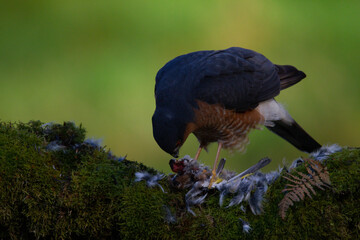 Fototapeta premium Sparrowhawk (Accipiter nisus), perched sitting on a plucking post with prey. Scotland, UK