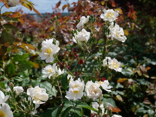 Fleurs
