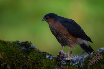Fototapeta premium Sparrowhawk (Accipiter nisus), perched sitting on a plucking post with prey. Scotland, UK