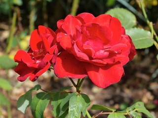 Rose floribunda