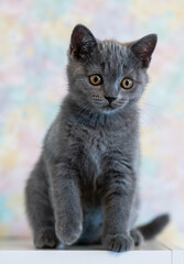 Portrait of cute blue british short hair kitten. Selective  focus.