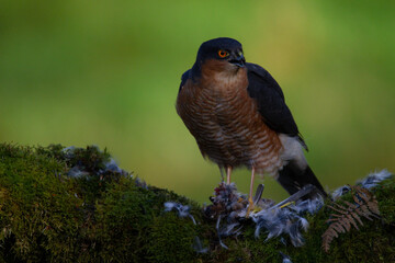 Sparrowhawk (Accipiter nisus), perched sitting on a plucking post with prey. Scotland, UK