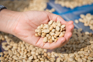 coffee dried beans on hand