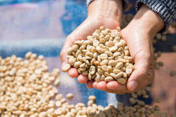 coffee dried beans on hand