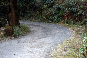 Beautiful picture of jungle road