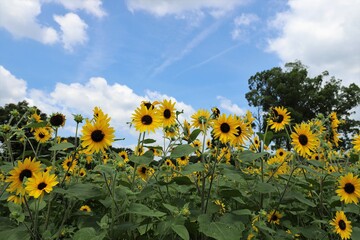 馬見丘陵公園　ひまわり畑