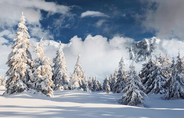 Beautiful winter majestic landscape with snow on trees. Wild nature