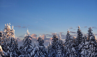 Beautiful winter majestic landscape with snow on trees. Wild nature