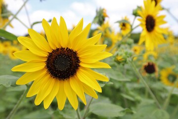 馬見丘陵公園　ひまわり畑