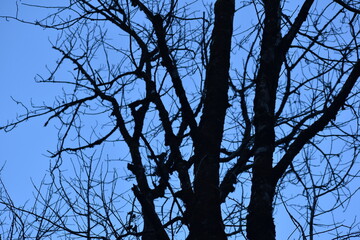 Beautiful picture of old tree