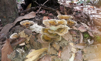 mushrooms on tree
