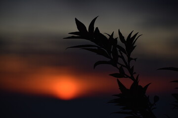 Beautiful picture of plant and sunset in nainital
