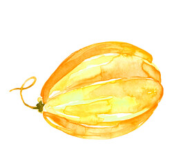 Pumpkin by a watercolour. On isolated white background.  Orange Pumpkin, melon. Halloween, Thanksgiving Day