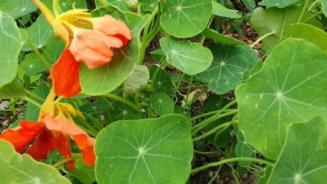 Kapuzinerkressen und Hummel, Insekten und Hummel Video