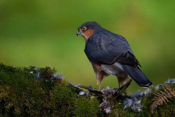 Fototapeta premium Sparrowhawk (Accipiter nisus), perched sitting on a plucking post with prey. Scotland, UK