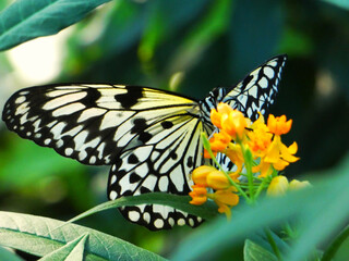 Schmetterling weiße Baumnymphe