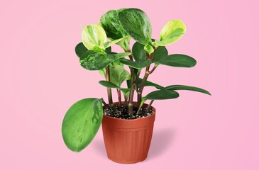 Obraz premium Arrowleaf.