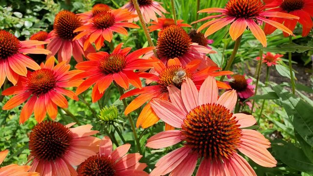 Echinacea und Biene, Insekten und Bienen Video