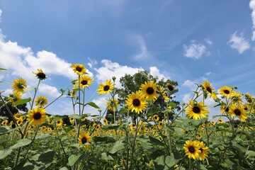 馬見丘陵公園　ひまわり畑