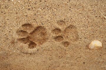  Leopard footprint in sand